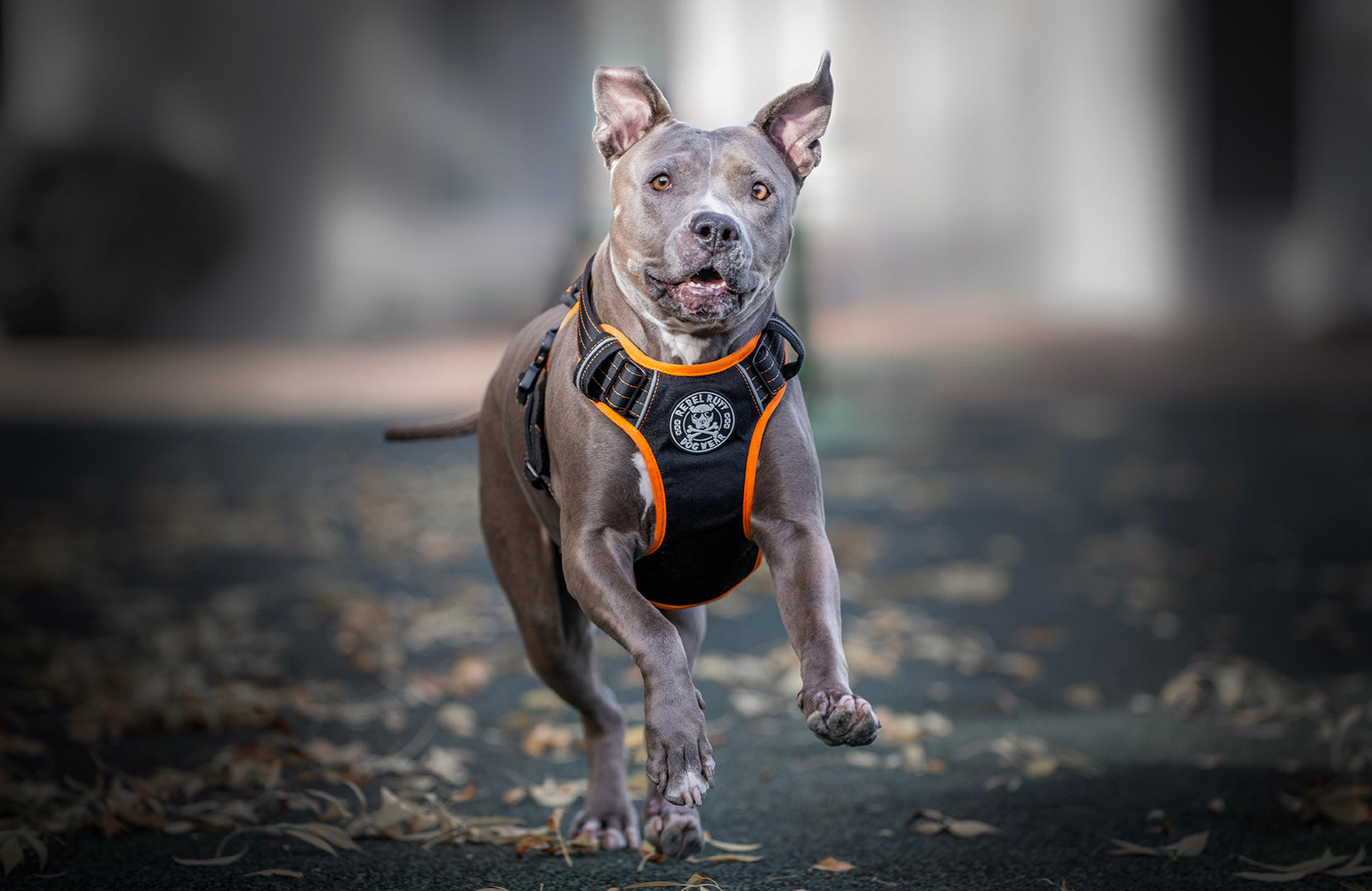 Gear Up for Adventure with Rebel Ruff